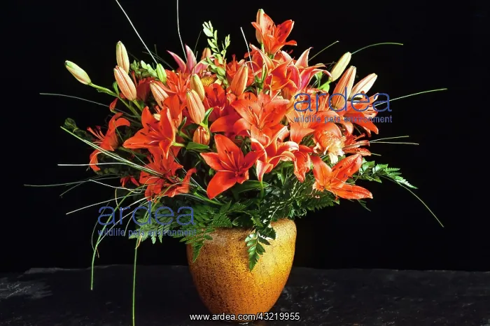 : Benguet lilies (Lilium philippinense) in vase, bouquet : Benguet lilies (Lilium philippinense) in vase, bouquet