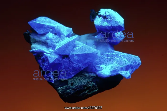 : Benitoite from California, photographed under short-wave UV light : Benitoite from California, photographed under short-wave UV light