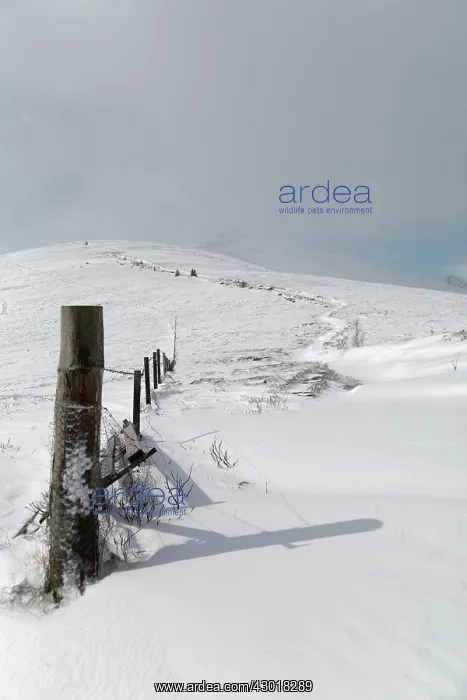 : Benn Rinnes covered in snow : Benn Rinnes covered in snow