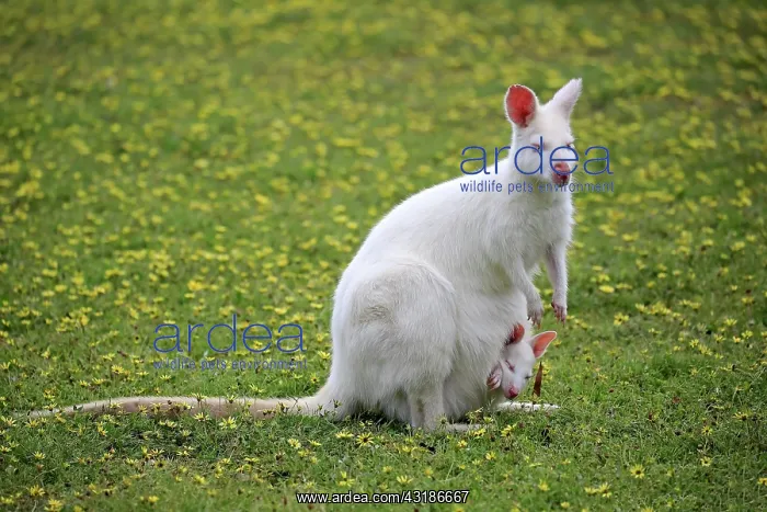 : Bennett Wallaby, albino, adult female with joey : Bennett Wallaby, albino, adult female with joey