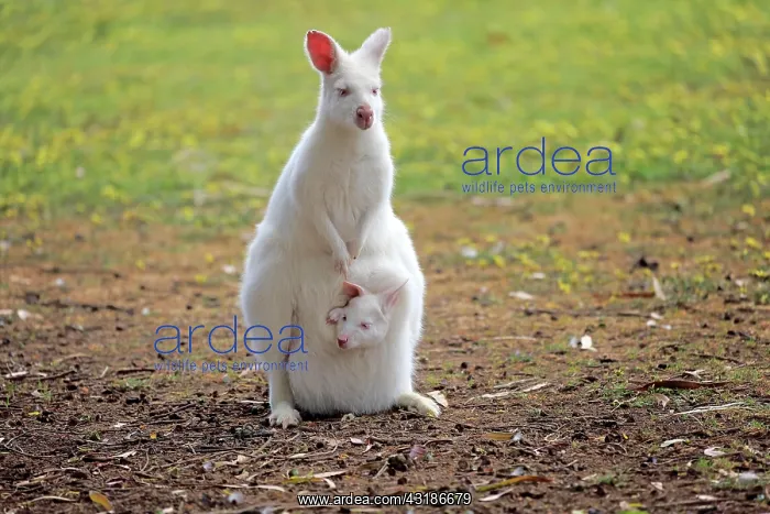 : Bennett Wallaby, albino, adult female with joey : Bennett Wallaby, albino, adult female with joey