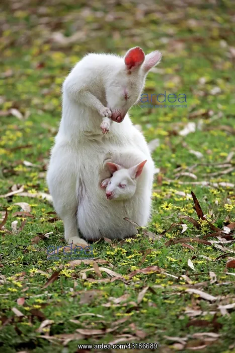 : Bennett Wallaby, albino, adult female with joey : Bennett Wallaby, albino, adult female with joey