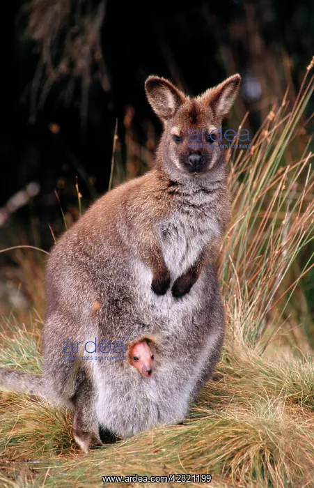 : BennettIs / Red-necked Wallaby - Young baby in pouch : BennettIs / Red-necked Wallaby - Young baby in pouch