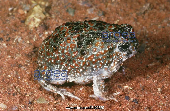 : Bennett's Burrowing Frog (Notaden bennetti) : Bennett's Burrowing Frog (Notaden bennetti)