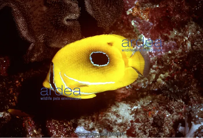 : Bennett's Butterfly Fish : Bennett's Butterfly Fish