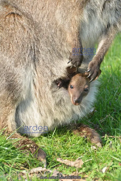: Bennett's Wallaby / red-necked wallaby with : Bennett's Wallaby / red-necked wallaby with