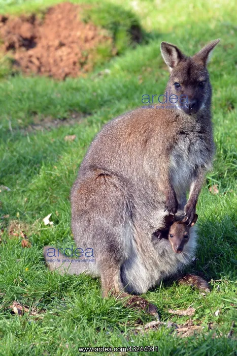 : Bennett's Wallaby / red-necked wallaby with : Bennett's Wallaby / red-necked wallaby with