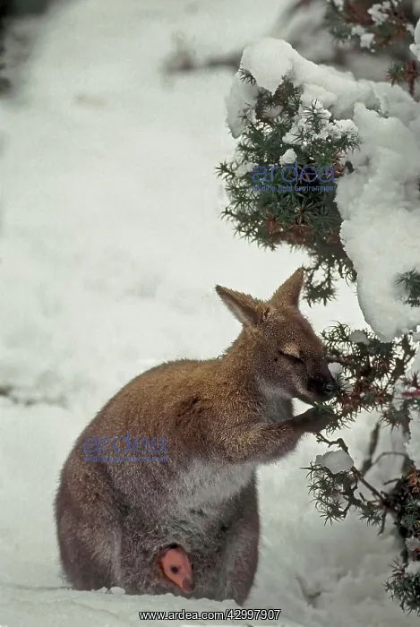 : Bennett's Wallaby - with young joey in pouch : Bennett's Wallaby - with young joey in pouch