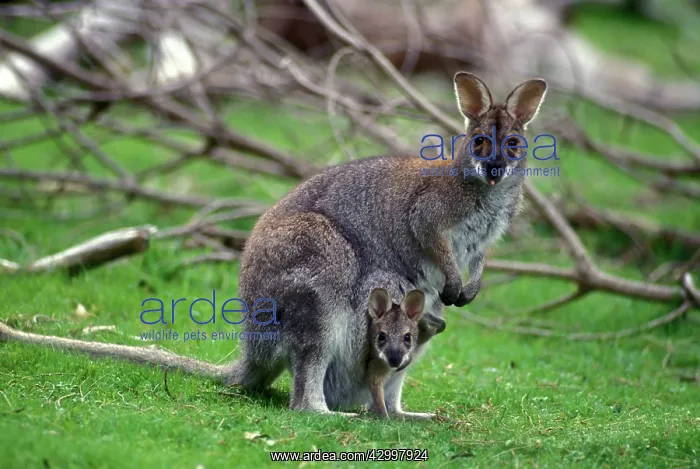 : Bennett's Wallaby - with young in pouch : Bennett's Wallaby - with young in pouch