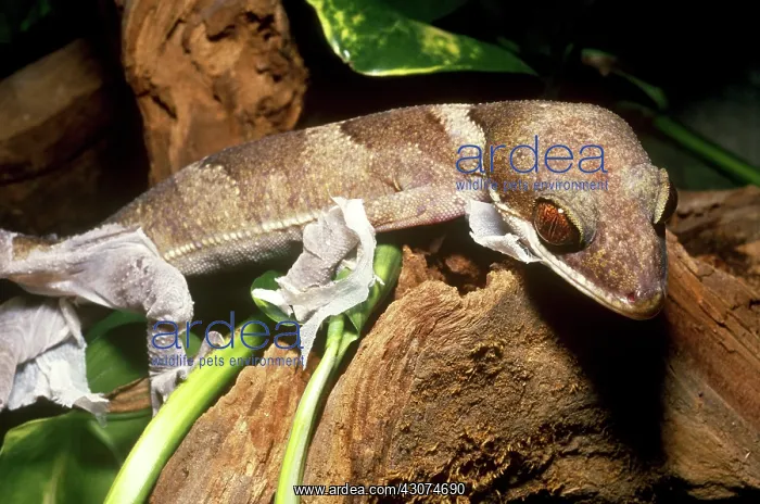 : Bent-toed Gecko : Bent-toed Gecko