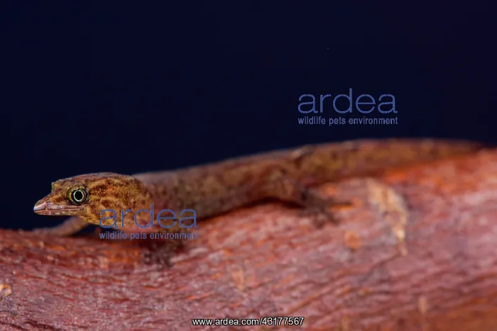 : The Bequia dwarf gecko (Sphaerodactylus kirby) is : The Bequia dwarf gecko (Sphaerodactylus kirby) is