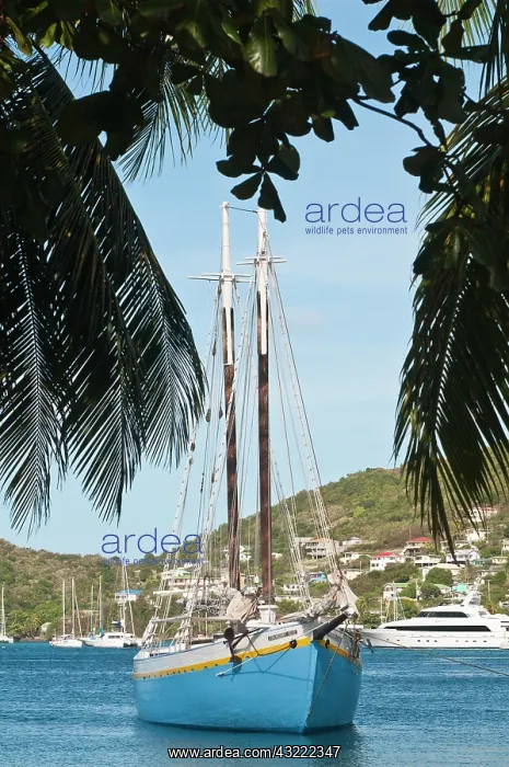 : Bequia, St. Vincent and the Grenadines : Bequia, St. Vincent and the Grenadines