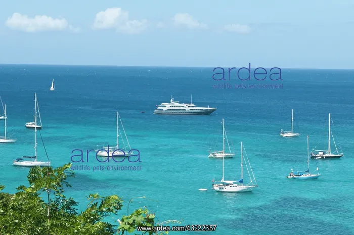 : Bequia, St. Vincent and the Grenadines : Bequia, St. Vincent and the Grenadines