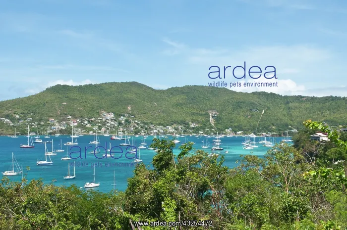 : Bequia, St. Vincent and the Grenadines : Bequia, St. Vincent and the Grenadines