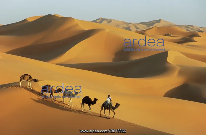  : Berber with dromedaries in the great sand dunes