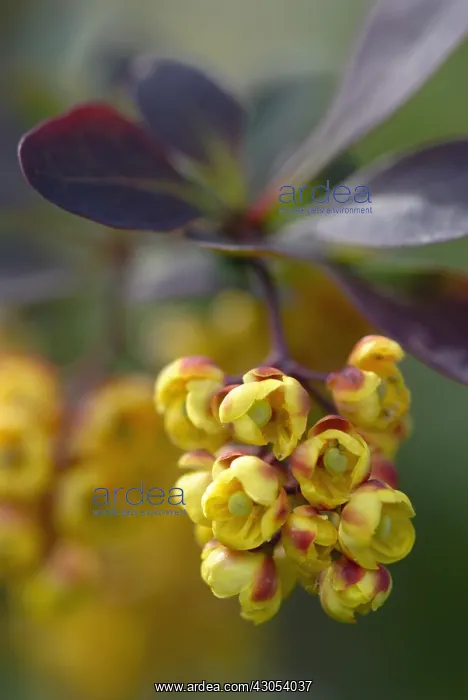 : Berberis, Berberis cremulata : Berberis, Berberis cremulata