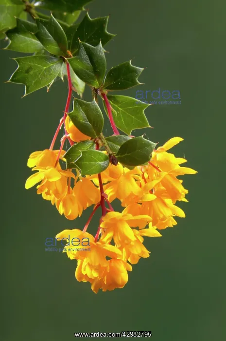 : Berberis, Barberry - Maybe Berberis darwini - Flowering : Berberis, Barberry - Maybe Berberis darwini - Flowering