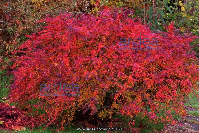 : Berberis - bush in autumn colour - in garden : Berberis - bush in autumn colour - in garden