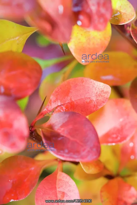 : Berberis Leaves - in Autumn colour : Berberis Leaves - in Autumn colour