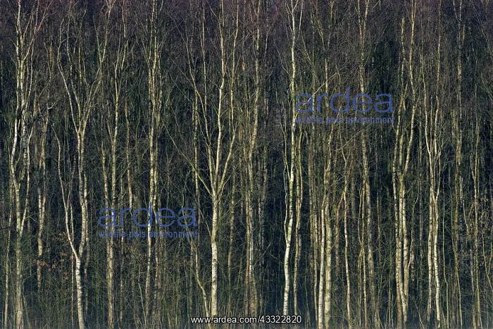 : Berches in morning-light : Berches in morning-light