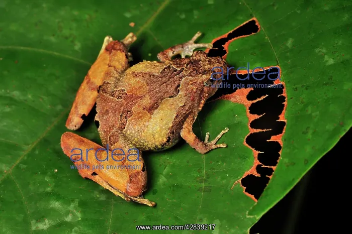 : Berdmore's Narrow-mouthed Frog : Berdmore's Narrow-mouthed Frog