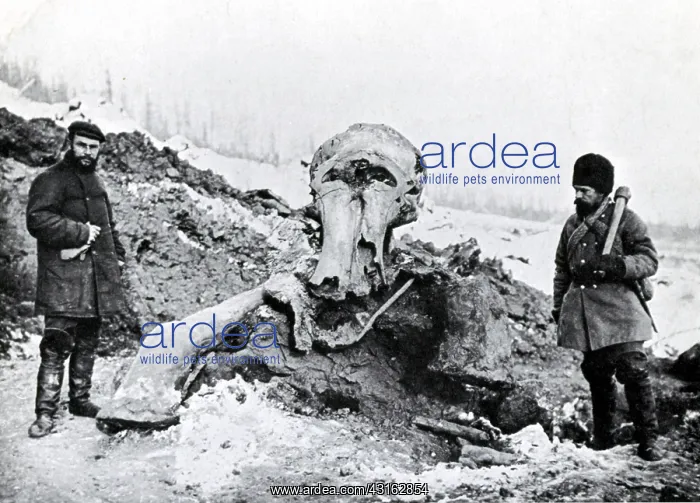 : Berezovka Woolly Mammoth, 1901 : Berezovka Woolly Mammoth, 1901