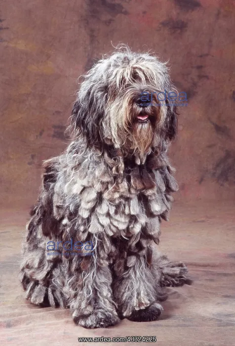 : BERGAMASCO DOG - sitting in studio : BERGAMASCO DOG - sitting in studio