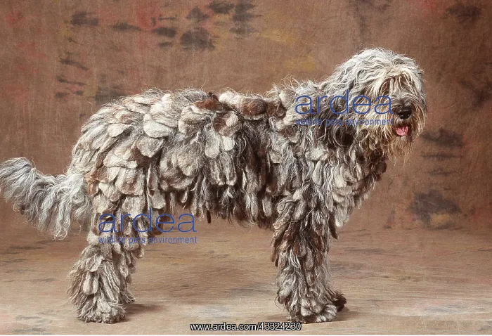 : Bergamasco DOG - standing in studio : Bergamasco DOG - standing in studio