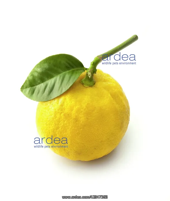 : Bergamot, Citrus, Citrus bergamia : Bergamot, Citrus, Citrus bergamia