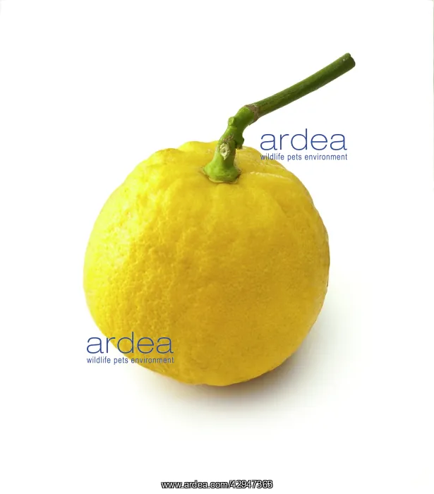 : Bergamot, Citrus, Citrus bergamia : Bergamot, Citrus, Citrus bergamia