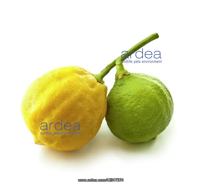 : Bergamot, Citrus, Citrus bergamia : Bergamot, Citrus, Citrus bergamia