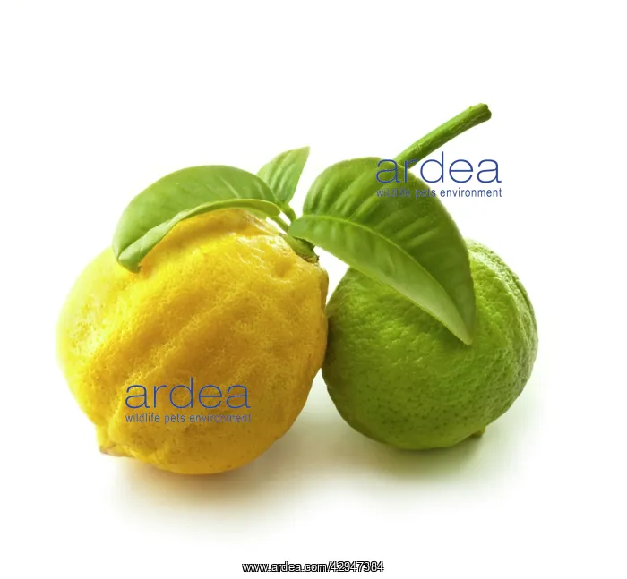 : Bergamot, Citrus, Citrus bergamia : Bergamot, Citrus, Citrus bergamia