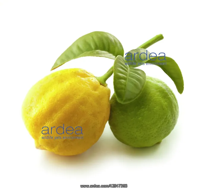 : Bergamot, Citrus, Citrus bergamia : Bergamot, Citrus, Citrus bergamia