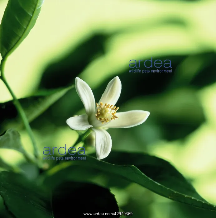 : Bergamot, Citrus, Citrus bergamia : Bergamot, Citrus, Citrus bergamia