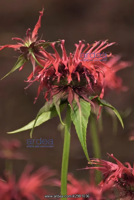 : Bergamot, Monarda, Monarda didyma Cambridge scarlet : Bergamot, Monarda, Monarda didyma Cambridge scarlet