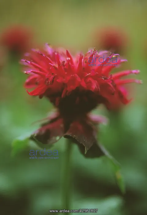 : Bergamot, Monarda, Monarda : Bergamot, Monarda, Monarda