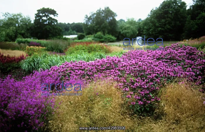 : Bergamot, Monarda, Monarda : Bergamot, Monarda, Monarda
