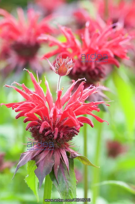 : Bergamot, Monarda Gardenview Scarlet, Monarda : Bergamot, Monarda Gardenview Scarlet, Monarda