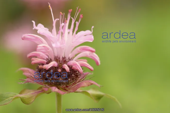 : Bergamot, Monarda, Monarda didyma : Bergamot, Monarda, Monarda didyma