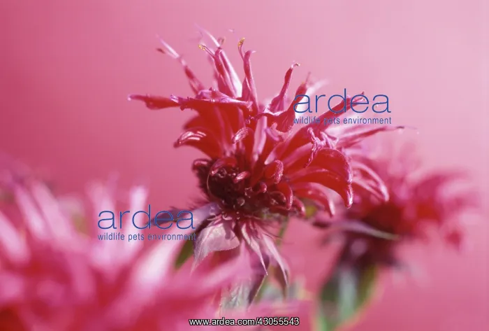: Bergamot, Monarda, Monarda : Bergamot, Monarda, Monarda