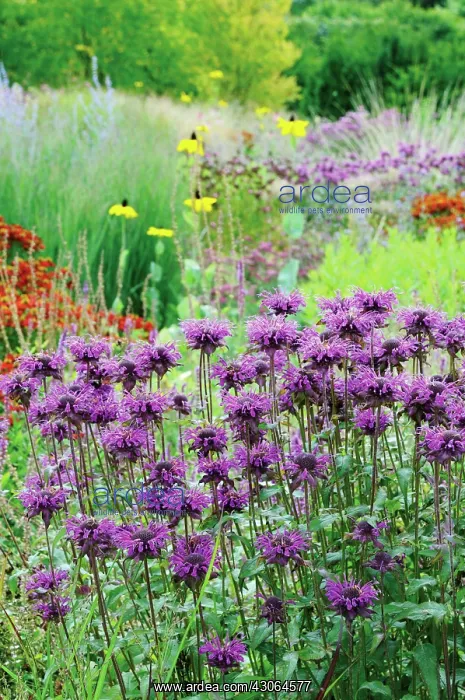 : Bergamot, Monarda, Monarda didyma : Bergamot, Monarda, Monarda didyma