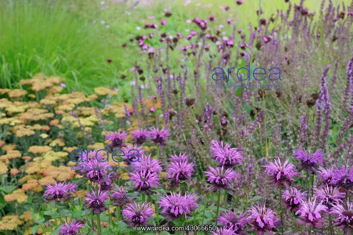: Bergamot, Monarda, Monarda didyma : Bergamot, Monarda, Monarda didyma