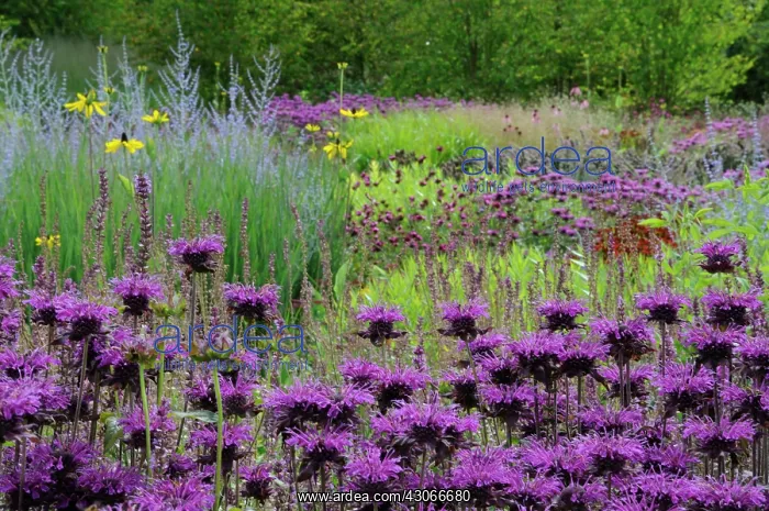 : Bergamot. WH Smith 2018 Cottage Gardens calendar - inside CL 4 / 4 / 2017 : Bergamot. WH Smith 2018 Cottage Gardens calendar - inside CL 4 / 4 / 2017