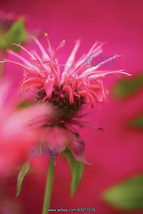 : Bergamot, Monarda, Monarda didyma : Bergamot, Monarda, Monarda didyma