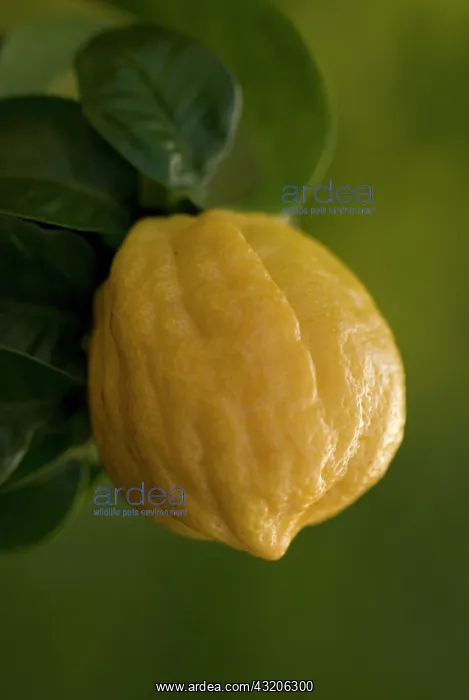 : Bergamot, Citrus, Citrus bergamia : Bergamot, Citrus, Citrus bergamia