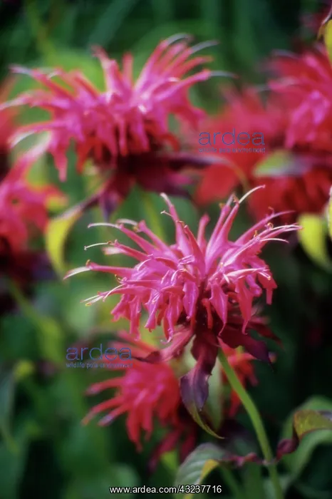 : Bergamot, Monarda, Monarda Cambridge scarlet : Bergamot, Monarda, Monarda Cambridge scarlet