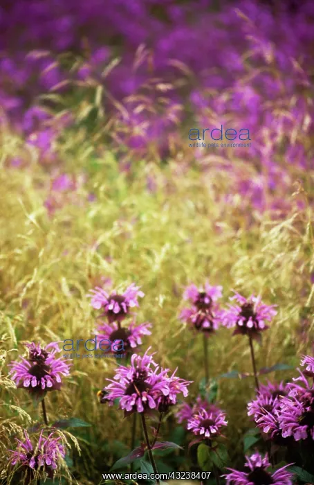 : Bergamot, Monarda, Monarda : Bergamot, Monarda, Monarda