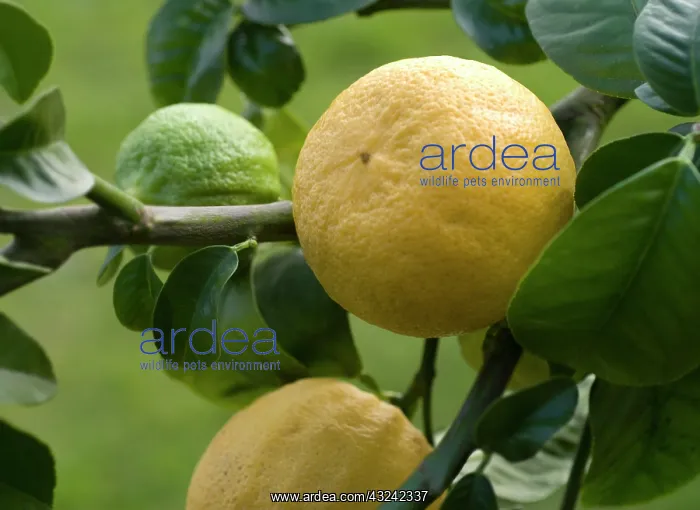 : Bergamot, Citrus, Citrus bergamia : Bergamot, Citrus, Citrus bergamia