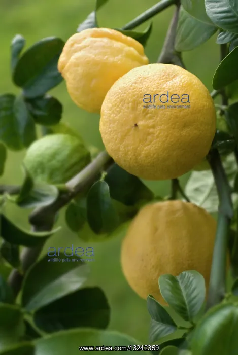 : Bergamot, Citrus, Citrus bergamia : Bergamot, Citrus, Citrus bergamia