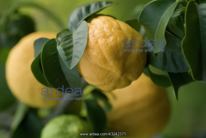 : Bergamot, Citrus, Citrus bergamia : Bergamot, Citrus, Citrus bergamia